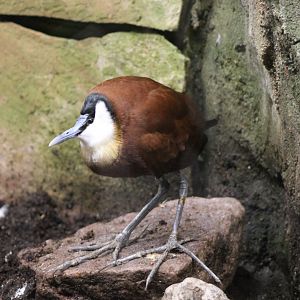 African jacana