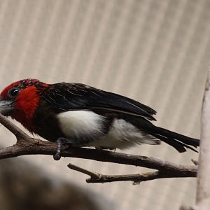 Brown-breasted barbet