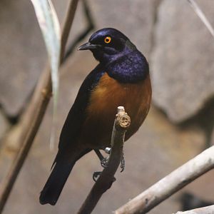 Hildebrandt's starling - adult