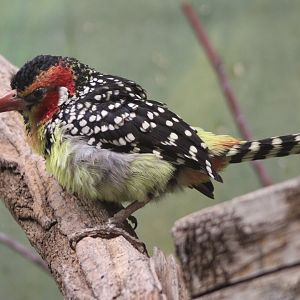 Red-and-yellow barbet
