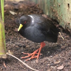 Black crake