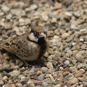 Fischer's sparrow-lark