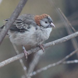 Speckle-fronted weaver