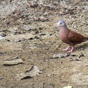 Ruddy ground dove, Columbina talpacoti