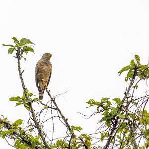Roadside hawk, Rupornis magnirostris