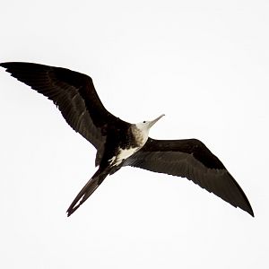 Magnificent frigatebird, Fregata magnificens