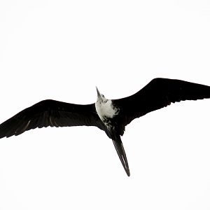 Magnificent frigatebird, Fregata magnificens
