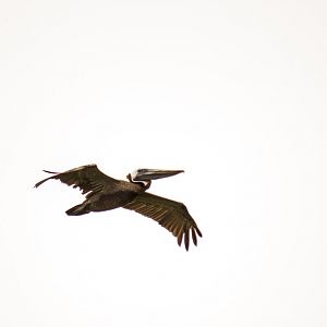 Brown pelican, Pelecanus occidentalis