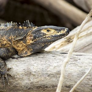Black iguana, Ctenosaura similis