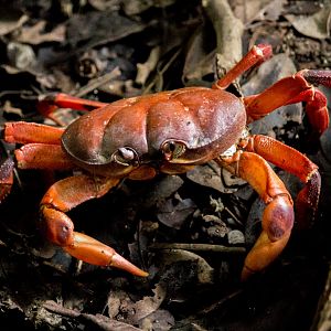 Crab, Malacostraca spec.