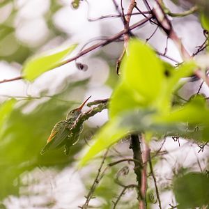 Rufous-tailed hummingbird, Amazilia tzacatl