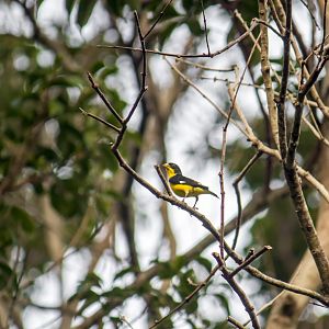 Lesser goldfinch, Spinus psaltria
