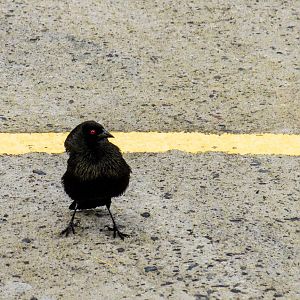 Bronzed cowbird, Molothrus aeneus