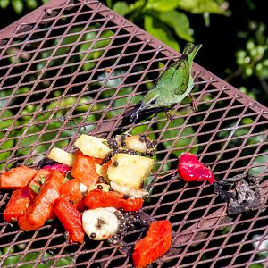 Red-legged honeycreeper, Cyanerpes cyaneus