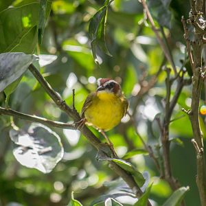 Rufous-capped warbler, Basileuterus rufifrons