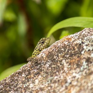 Green spiny lizard, Sceloporus malachiticus