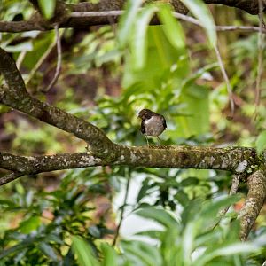 White-throated thrush, Turdus assimilis