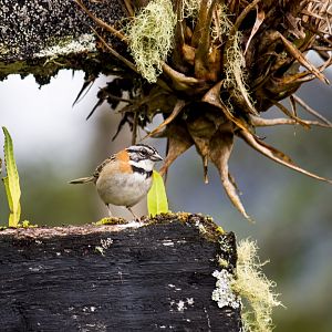 Rufous-collared sparrow, Zonotrichia capensis costaricensis