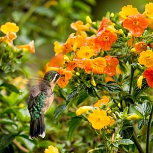 White-throated mountaingem, Lampornis castaneoventris