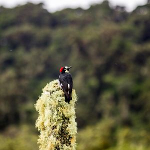 Acorn woodpecker, Melanerpes formicivorus