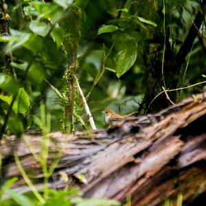 Ruddy-capped nightingale-thrush, Catharus frantzii