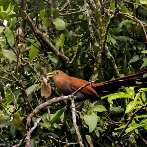 Squirrel cuckoo, Piaya cayana
