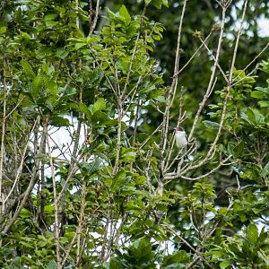 Masked tityra, Tityra semifasciata