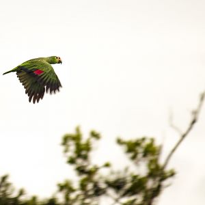 Red-lored amazon, Amazona autumnalis salvini
