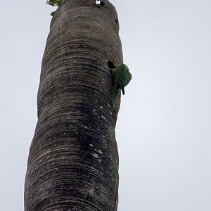 Olive-throated parakeet, Eupsittula nana