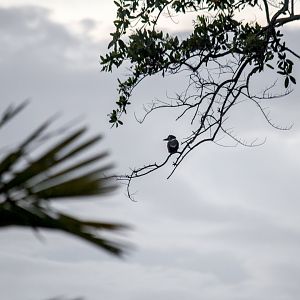 Ringed kingfisher, Megaceryle torquata