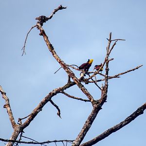 Montezuma oropendolas, Psarocolius montezuma