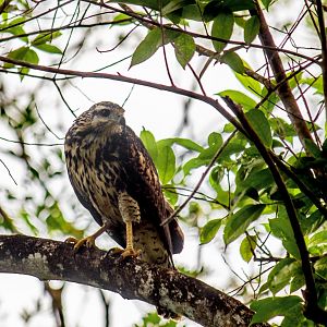 Common black hawk, Buteogallus anthracinus