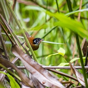 Bay wren, Cantorchilus nigricapillus