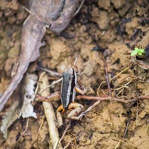 Rainforest rocket frog, Silverstoneia flotator