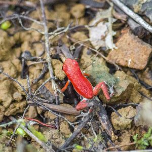 Strawberry poison dart frog, Oophaga pumilio