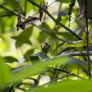 Stub-tailed spadebill, Platyrinchus cancrominus