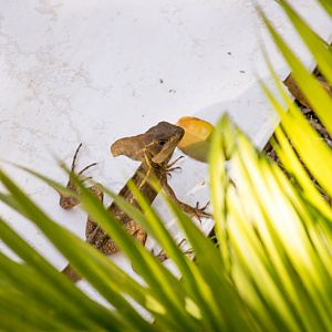 Brown basilisk, Basiliscus vittatus