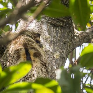 Brown-throated three-toed sloth, Bradypus variegatus