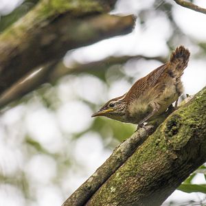 Rufous-and-white wren, Thryophilus rufalbus