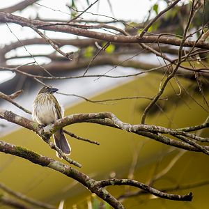 Streaked saltator, Saltator striatipectus