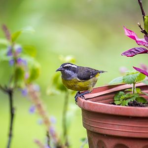 Bananaquit, Coereba flaveola