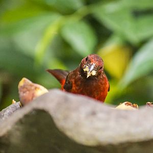 Crimson-backed tanager, Ramphocelus dimidiatus