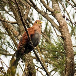 Squirrel cuckoo, Piaya cayana