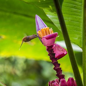 Stripe-throated hermit, Phaethornis striigularis