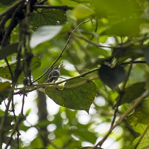 Crowned woodnymph, Thalurania colombica
