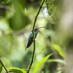 Green hermit, Phaethornis guy