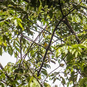 Black-faced grosbeak, Caryothraustes poliogaster