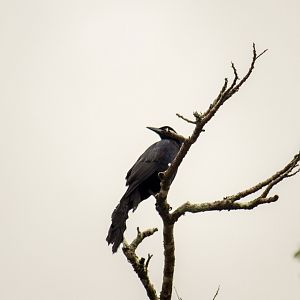 Great-tailed grackle, Quiscalus mexicanus