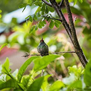 Rufous-tailed hummingbird, Amazilia tzacatl
