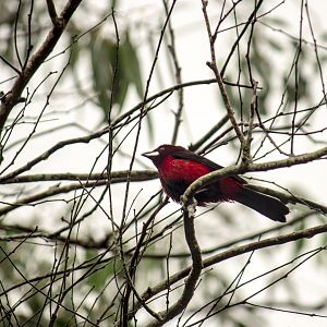 Crimson-backed tanager, Ramphocelus dimidiatus